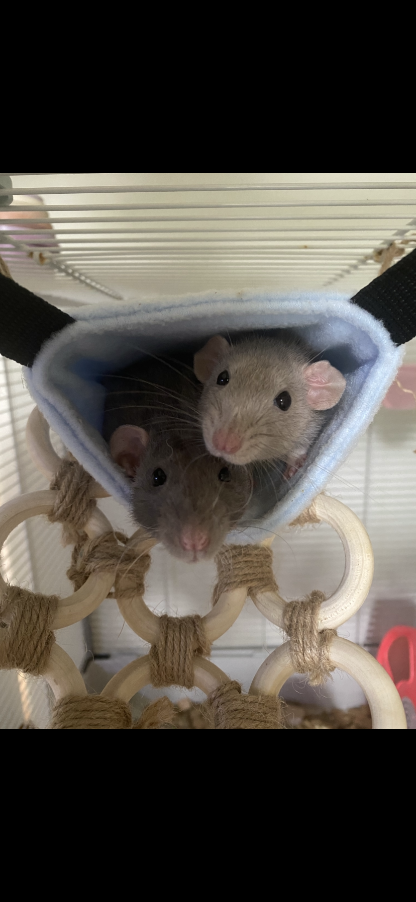 Knaagdieren | Fleece Tunnel (Generatie 1)