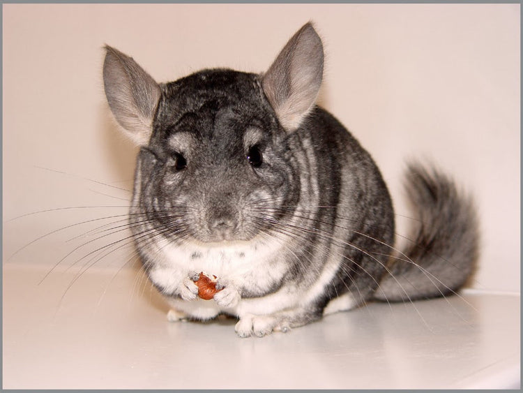 Chinchilla
